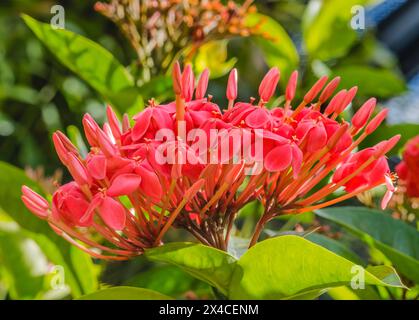 Bunte rosa tropische Dschungel Geranium Blumen, Waikiki, Oahu, Hawaii. . Stockfoto