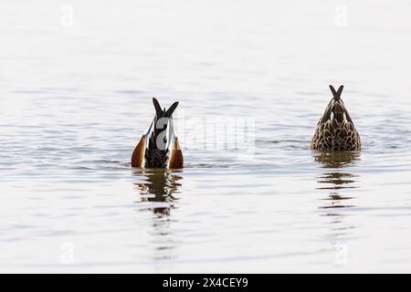 Northern Shovelers (Spatula clypeata), männlich und weiblich, die sich im Feuchtgebiet Marion County, Illinois, tummeln. Stockfoto