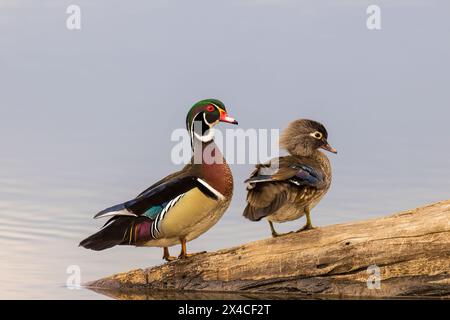 Wood Ducks (Aix sponsa) männlich und weiblich auf Baumstamm im Feuchtgebiet Marion County, Illinois. Stockfoto