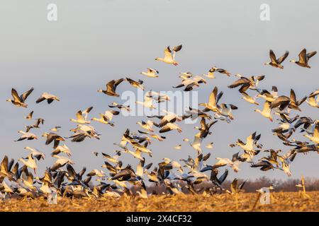 Schneegänse (Anser caerulescens) starten von Field, Marion County, Illinois. Stockfoto