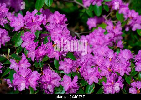 USA, Minnesota, Mendota Heights. Mohican Lane, Rhododendron Stockfoto