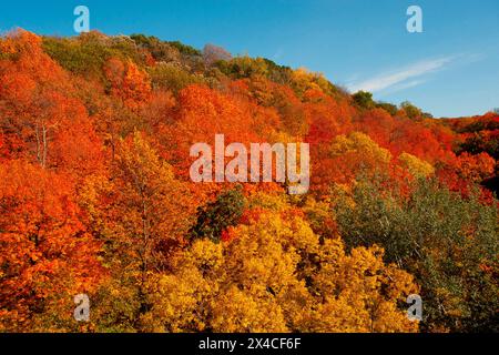 USA, Minnesota, Mendota Heights. Herbstfarbe, Ivey Falls Valley Stockfoto