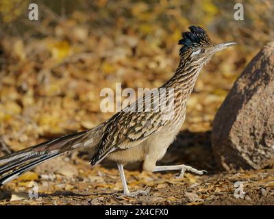 Greater Roadrunner auf der Suche nach Essen, Tingley Beach, New Mexico Stockfoto