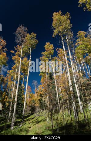 Aspenbäume mit Herbstfarbe, Santa Fe National Forest, New Mexico Stockfoto