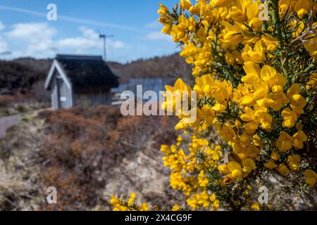 Ginster oder Ulex europaeus in seinen leuchtend gelben Blüten im Naturschutzgebiet Loch Leitir Easaidh in den schottischen Highlands. Stockfoto