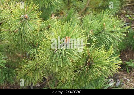 Nahaufnahme des niedrig und langsam wachsenden immergrünen Staudengartens Pinus mugo schweizer Tourist. Stockfoto