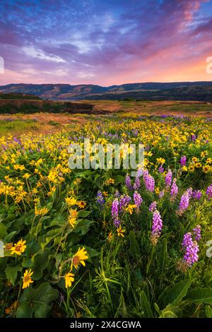 Wildblumen im Tom McCall Preserve, Columbia River Gorge National Scenic Area, Oregon, USA Stockfoto