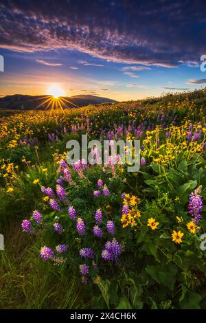 Wildblumen im Tom McCall Preserve, Columbia River Gorge National Scenic Area, Oregon, USA Stockfoto