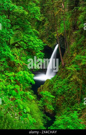 Metlako Falls in Eagle Creek, Columbia River Gorge National Scenic Area, Oregon, USA Stockfoto