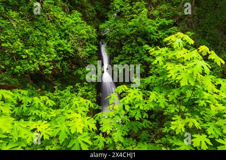 Shepperd's Dell, Columbia River Gorge National Scenic Area, Oregon, USA Stockfoto