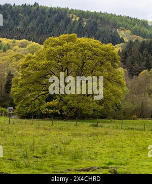 Eiche in Frühlingsfarben, Forest of Dean, Gloucestershire. UK Stockfoto