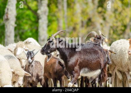 Herde von Schafen und Ziegen Stockfoto