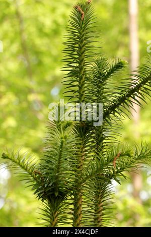 Kunninghamia lanceolata oder Chinesische Tanne Stockfoto