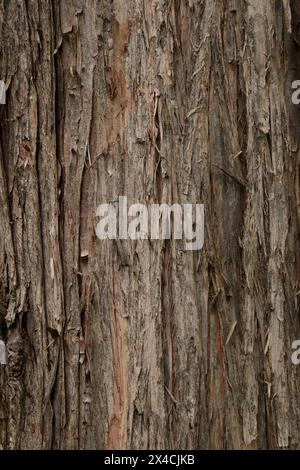 Rindenbaum Metasequoia glyptostroboides oder Dawn Redwood Stockfoto