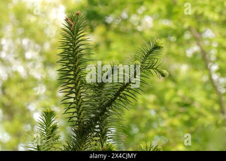 Kunninghamia lanceolata oder Chinesische Tanne Stockfoto