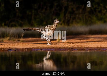 USA, Texas, Starr County. Santa Clara Ranch, ein großer Roadrunner am Teich Stockfoto