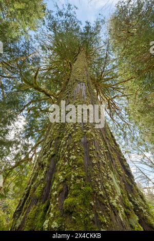 Alte, westliche rote Zedernholz, entlang des Skagit River, North Cascades National Park, Washington State. Stockfoto