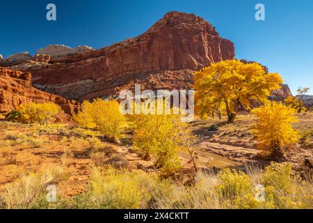 USA, Utah, Capitol Reef National Park. Die Felsformation der Burg und Bäume in Herbstgelb. Stockfoto