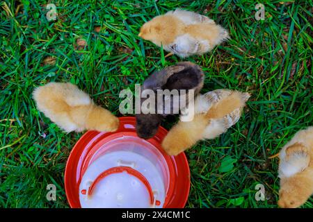 Mehrere kleine Hühner ernähren sich von speziellen Futtermitteln auf dem Bauernhof. Stockfoto