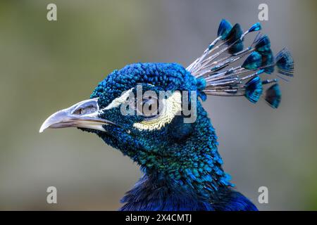 Indischer Peafowl - Pavo cristatus, ein wunderbarer, ikonischer Vogel aus indischen Wäldern und Wiesen, Nagarahole Tiger Reserve, Indien. Stockfoto