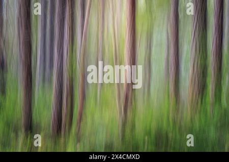 USA, Washington State, Seabeck. Forest abstrakt. Stockfoto