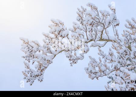 USA, Washington State, Seabeck. Nahaufnahme verschneite Baumäste. Stockfoto