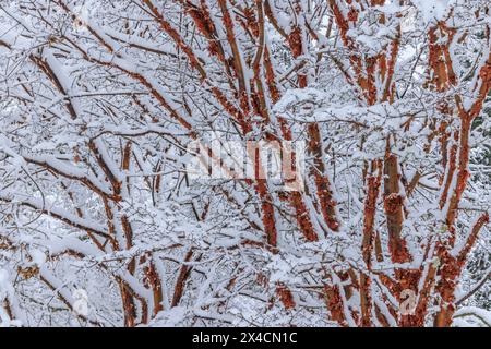 USA, Washington State, Seabeck. Schneebedeckter japanischer Ahornbaum im Winter. Stockfoto