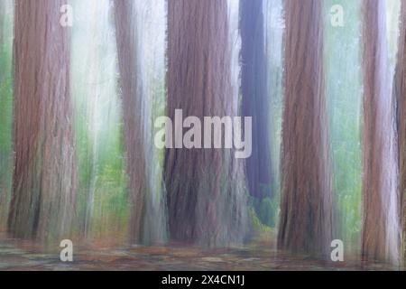 Douglas Fir Forest fotografiert mit absichtlicher Kamerabewegung. Stockfoto