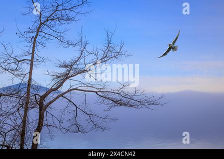 USA, Washington State, Seabeck. Möwe fliegt am Baum und am Hood Canal bei Wintersonnenaufgang. Stockfoto