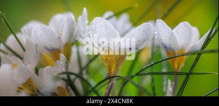 USA, Washington State, Seabeck. Panorama-Nahaufnahme der Frühlingskrokusblüten. Stockfoto