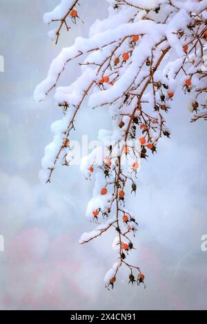 USA, Bundesstaat Washington. Schneebedeckte Hüftrosen mit Winterschnee. Stockfoto