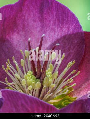 USA, Bundesstaat Washington. Nahaufnahme der violetten Helleore-Blüte im Frühjahr. Stockfoto