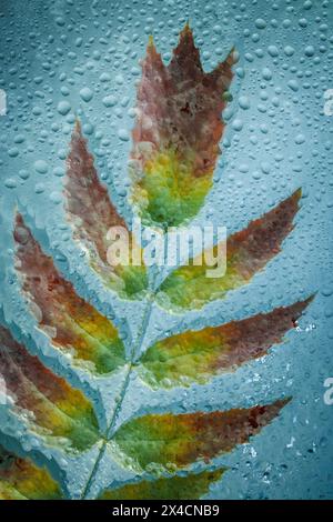 USA, Bundesstaat Washington. Nahaufnahme von Wassertropfen und Oregon-Traubenblättern im Herbst. Stockfoto