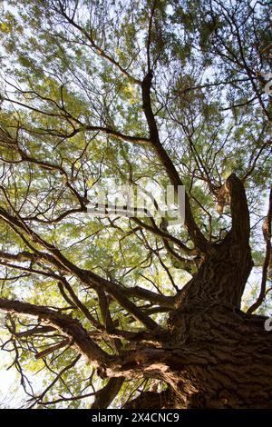 Gefleckte Sonnenlicht shinning durch die englische Landschaft. Stockfoto