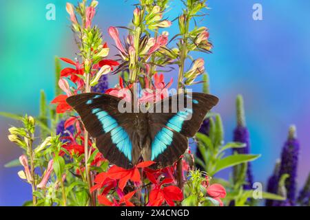 USA, Bundesstaat Washington, Sammamish. Schmetterling Prepona auf Blumen Stockfoto