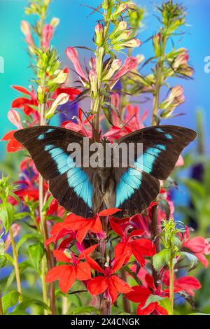 USA, Bundesstaat Washington, Sammamish. Schmetterling Prepona auf Blumen Stockfoto