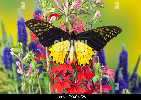 USA, Bundesstaat Washington, Sammamish. Vogelschmetterling auf Blumen Stockfoto
