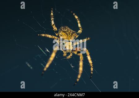 Die Silhouette vor dem Mondhimmel wartet geduldig eine Spinne in ihrem komplizierten Netz, ein Meister der nächtlichen Domäne. Stockfoto