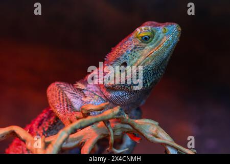 Mächtiger Bärtiger Drache Stockfoto