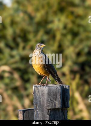 Die Magellansche Soor, T. f. magellanicus, Patagonien, Chile Stockfoto