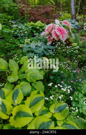 USA, Bundesstaat Washington, Sammamish. Garten in voller Blüte. Stockfoto