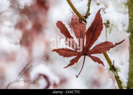 USA, Bundesstaat Washington, Sammamish. Neuschnee und einsames japanisches Ahornblatt Stockfoto