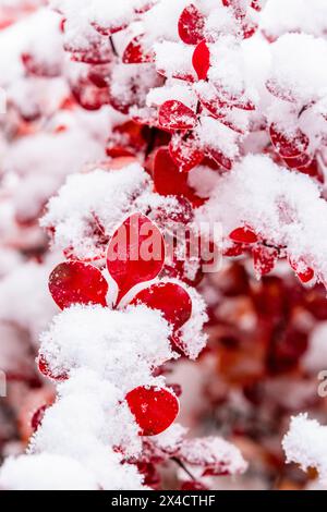 USA, Bundesstaat Washington, Sammamish. Frischer Schnee fällt auf rötliche Berberberitzenblätter Stockfoto