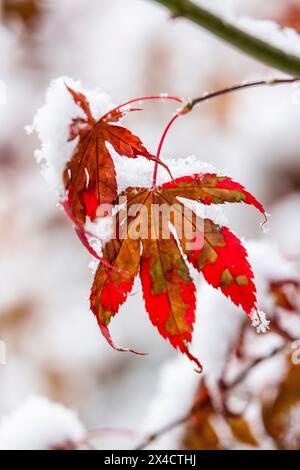 USA, Bundesstaat Washington, Sammamish. Neuschnee und einsames japanisches Ahornblatt Stockfoto