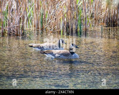 USA, Washington State, Cle Elum. Ein Paar kanadischer Gänse entlang des Yakima River. Stockfoto