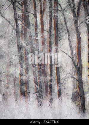 USA, Washington State, Cle Elum. Bäume am Yakima River an einem frostigen Morgen. Stockfoto