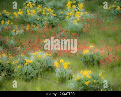 USA, Washington State, Kittitas County. Wildblumen auf einem Feld in Kittitas County. Stockfoto