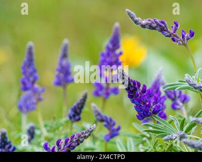 USA, Washington State, Kittitas County. Nahaufnahme eines Feldes aus violetter Lupine. Stockfoto