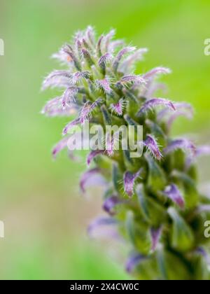 USA, Washington State, Kittitas County. Lila Wildblume entlang eines Weges im Kittitas County. Stockfoto