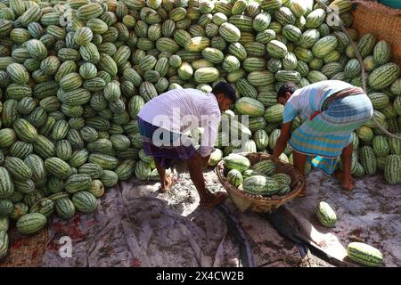 Dhaka, Dhaka, Bangladesch. Mai 2024. Arbeiter entladen Wassermelonen von Booten in Sadarghat in Dhaka. Im südlichen Bangladesch werden Wassermelonensamen im November-Dezember ausgesät und von März bis Mai vermarktet. Diese Wassermelonen werden per Boot zum Verkauf ins Land geschickt. (Kreditbild: © Syed Mahabubul Kader/ZUMA Press Wire) NUR REDAKTIONELLE VERWENDUNG! Nicht für kommerzielle ZWECKE! Stockfoto